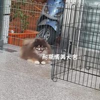 耐斯博美犬舍