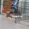 耐斯博美犬舍