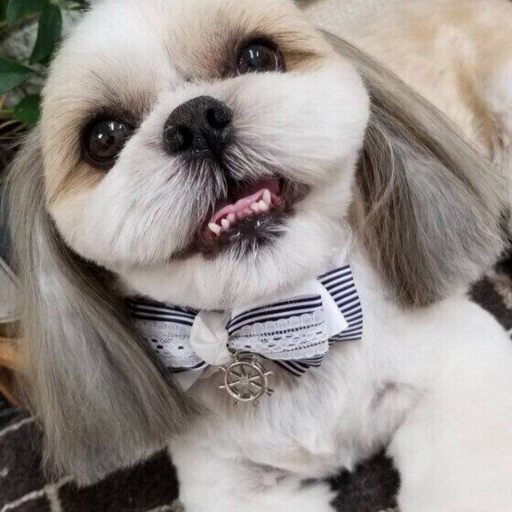 犬の散歩は何時頃 早朝 深夜に散歩をする際の注意点