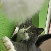 叮叮噹噹 英短、曼赤肯