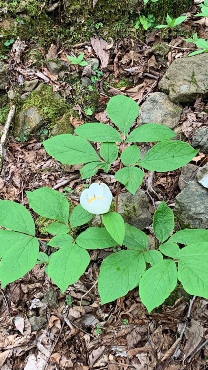 近江里山歩こう会