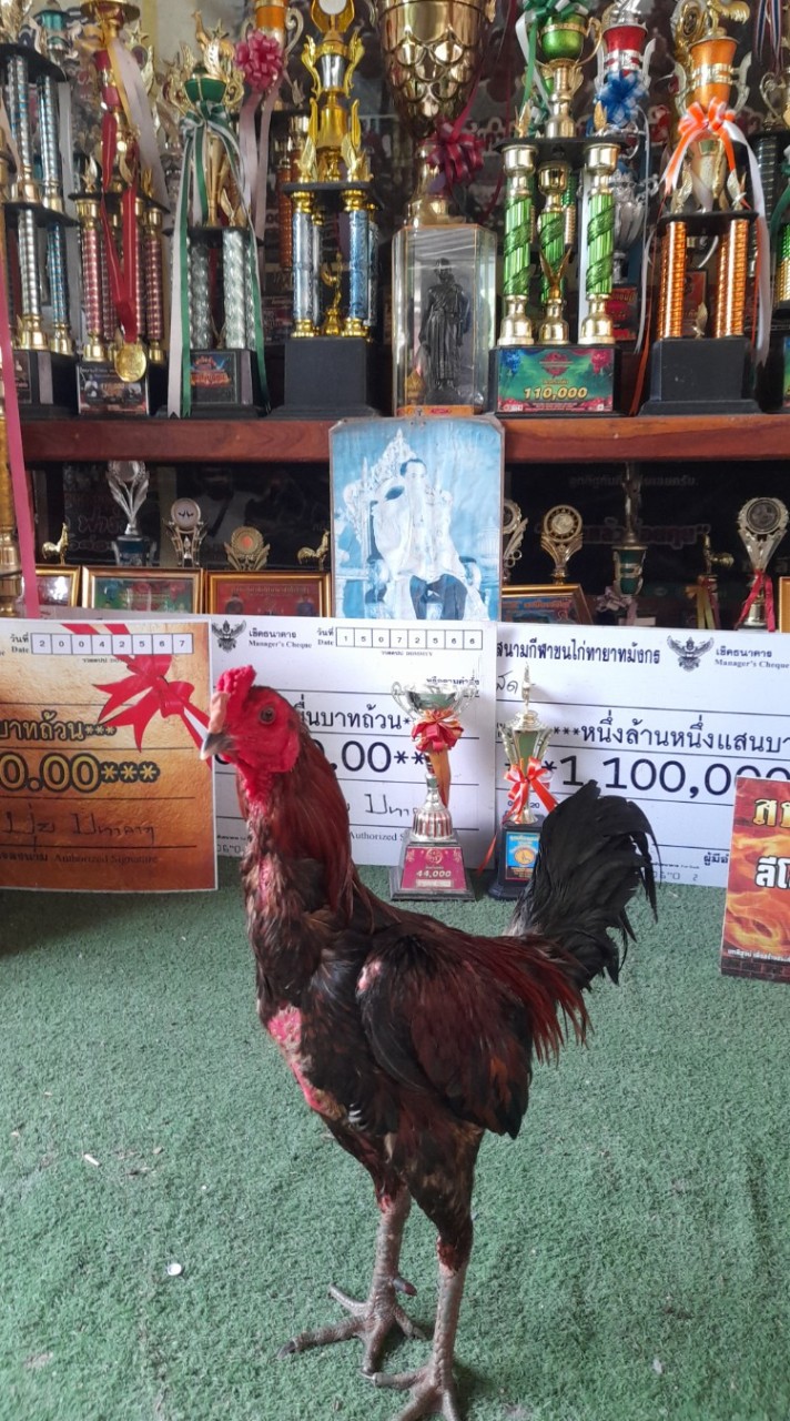 ซุ้ม.ซุปเปอร์บอลฟาร์ม