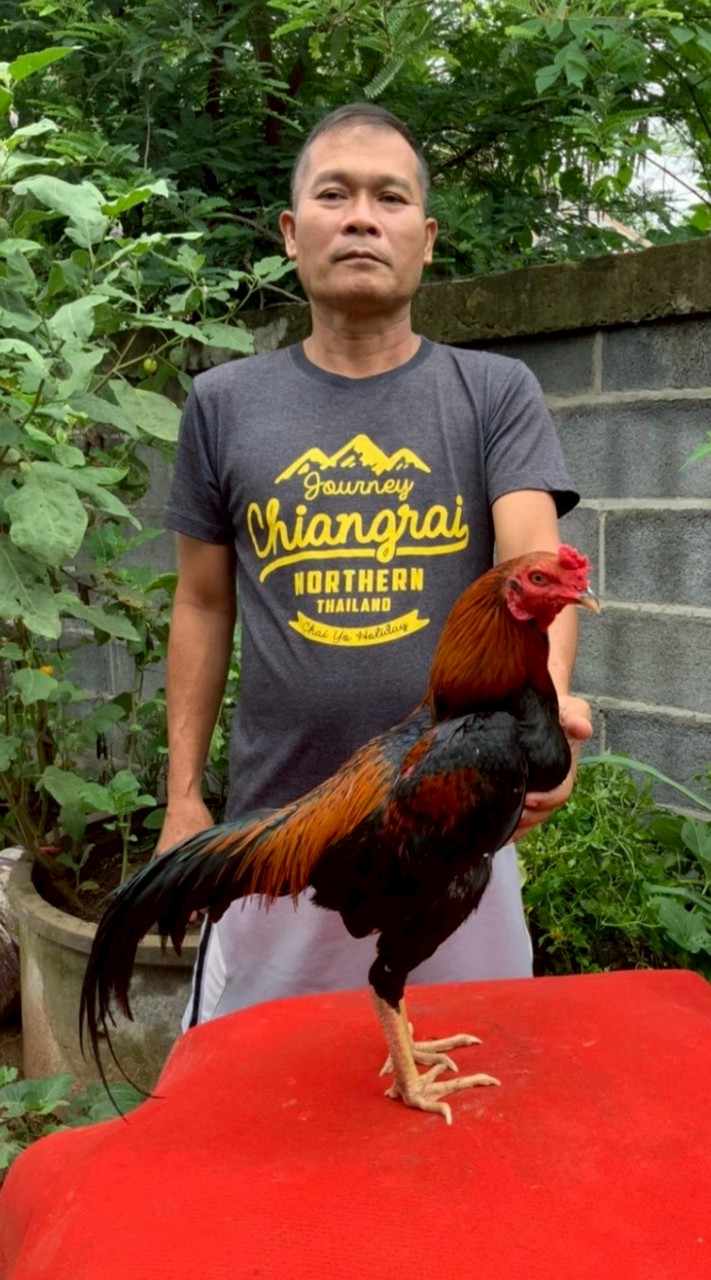 แอ๋ว อำนาจเจริญ ฟาร์ม 🐤