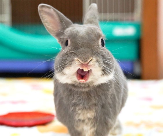 うさぎとねこと暮らして得た新たな喜び 意外な共通点って ふうたの飼い主 毎日が発見