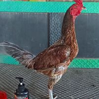 ซุ้ม สองอัศวิน (ชัยนาท)