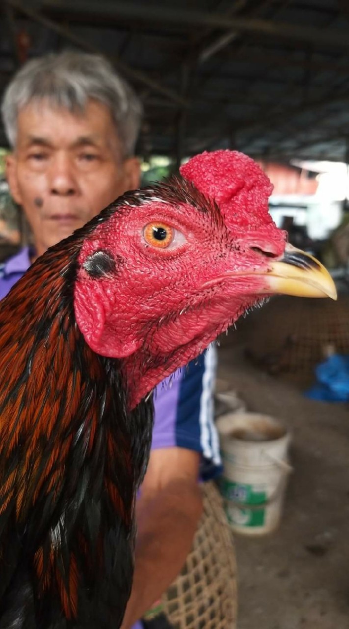 ซุ้มไก่ชน ส.เจษฎา