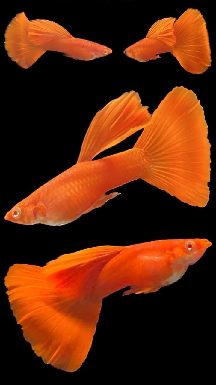 孔雀魚、蘇蝦-飼養問題交流、水族用品交流