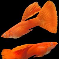 孔雀魚、蘇蝦-飼養問題交流、水族用品交流