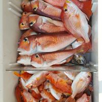 小癸鮮魚鋪