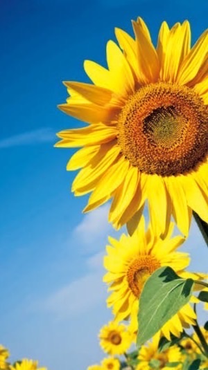 太陽と向日葵🌻30代以上からの雑談𝕣𝕠𝕠𝕞🌻