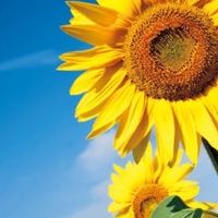 太陽と向日葵🌻30代以上からの雑談𝕣𝕠𝕠𝕞🌻