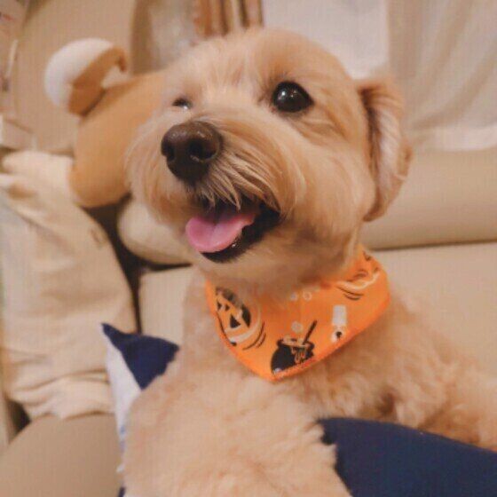 犬のストレス 食べ物や場所など好き嫌いから対策を練ろう いぬのきもちnews