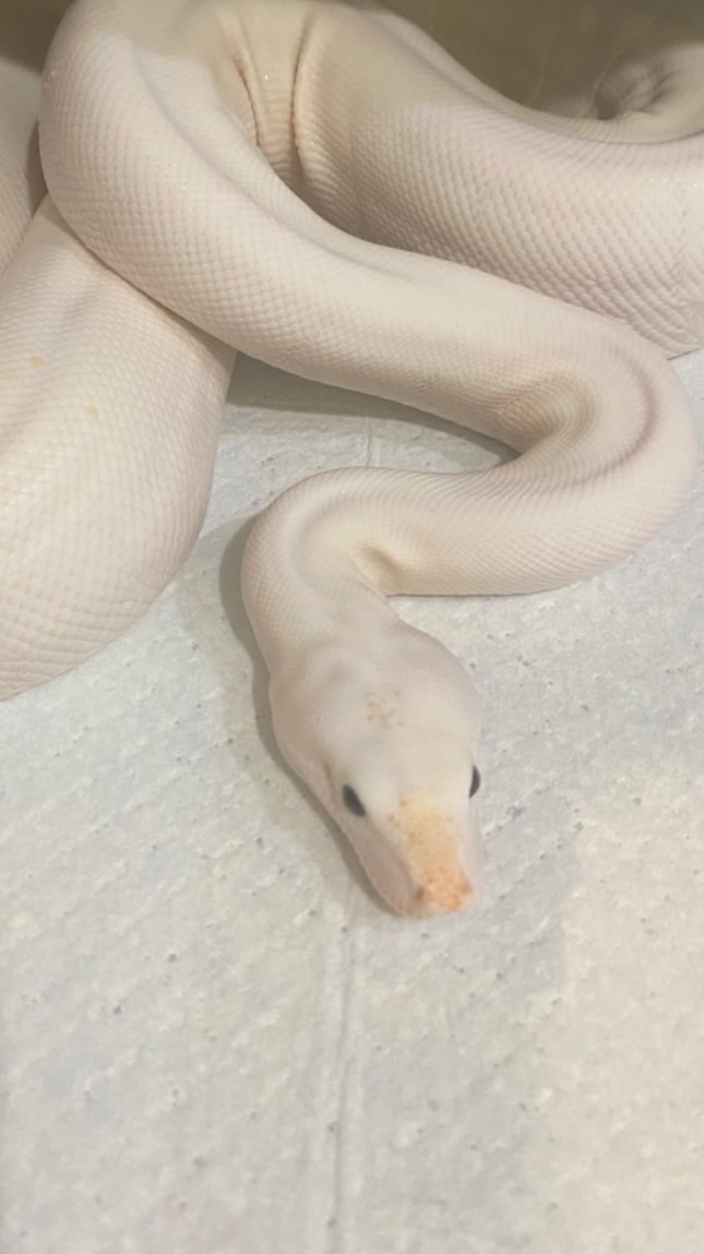 Snake world 🐍