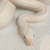 Snake world 🐍
