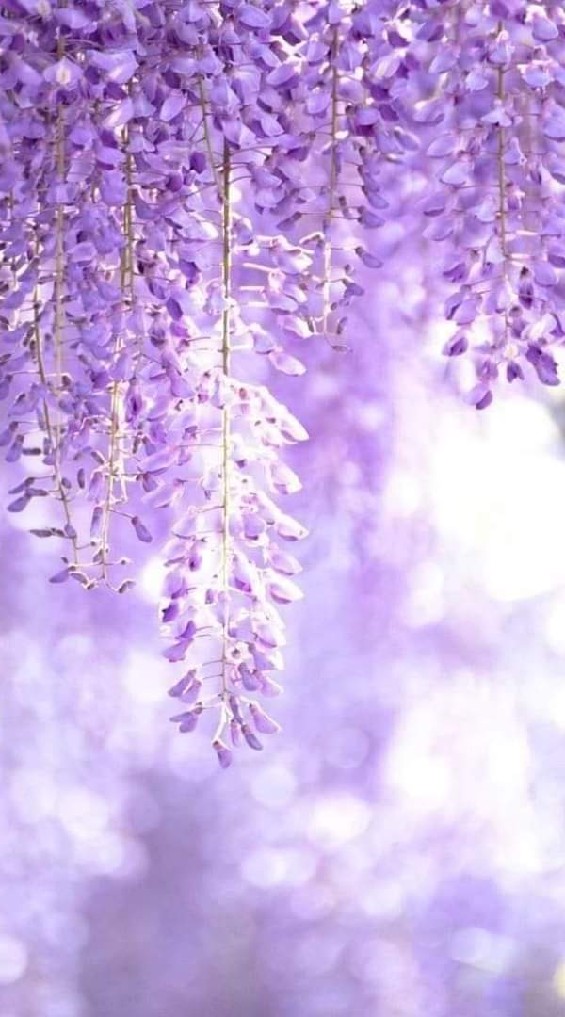 [R]ลิขิตรักเหนือยุทธภพ🎐