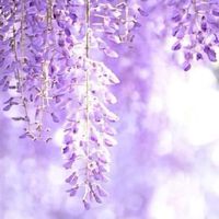 [R]ลิขิตรักเหนือยุทธภพ🎐