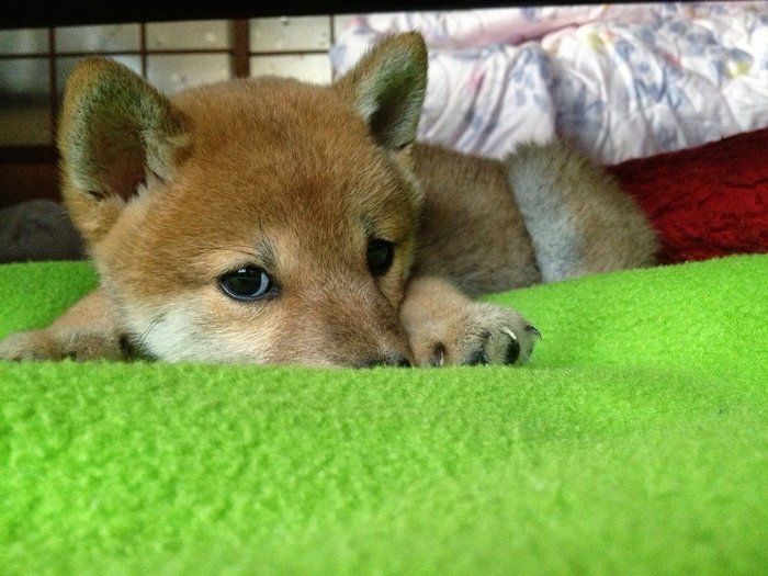 こっそりクネクネする豆柴 バレたときの反応に思わず爆笑