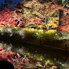 リア充絶対誕生チャット