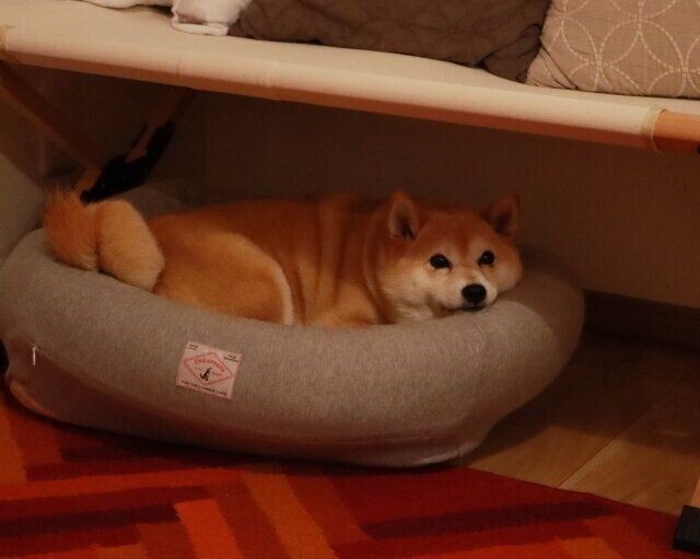 追いかけられる秋田犬 切ない表情がたまらない いぬのきもちnews