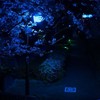 怖いだけなの ✦ bsd緩也