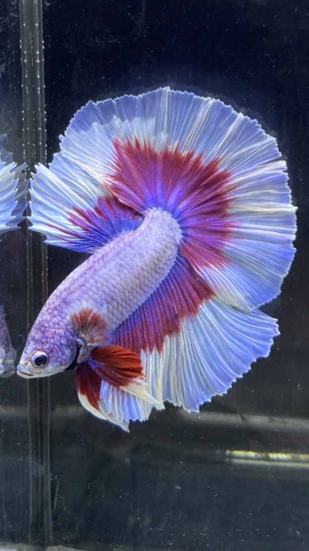 👑Kyugold betta Family (VIP)👑