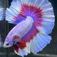 👑Kyugold betta Family (VIP)👑
