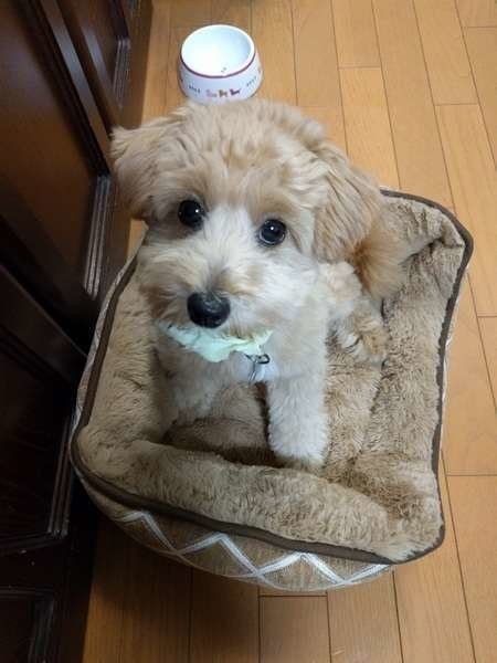 犬にキャベツはok 気を付けたい量 与え方とは