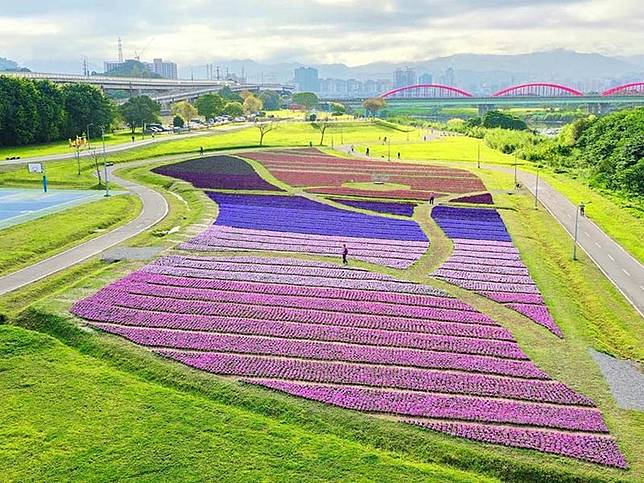 媲美日本富良野花海 13萬盆紫色花海 紫爆 古亭河濱公園 台灣旅行趣 Line Today