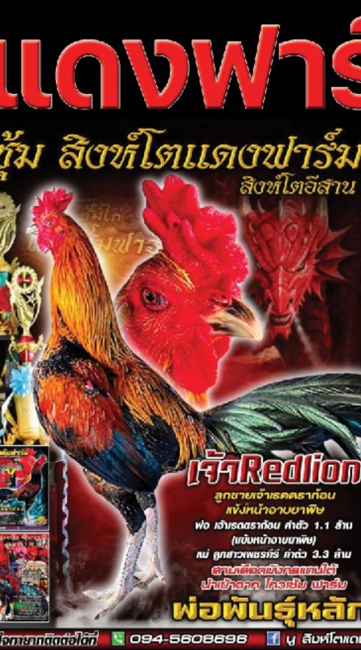 ซุ้ม สิงห์โตแดงฟาร์ม แหล่งพัฒนาไก่ชน สายเลือดเงินล้าน