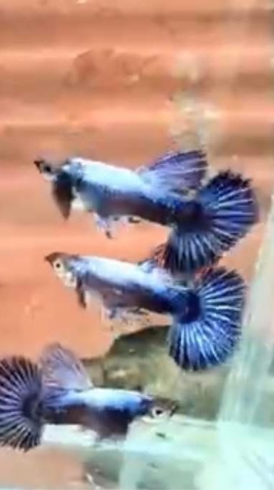 CHAN的進口孔雀魚買賣