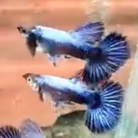 CHAN的進口孔雀魚買賣