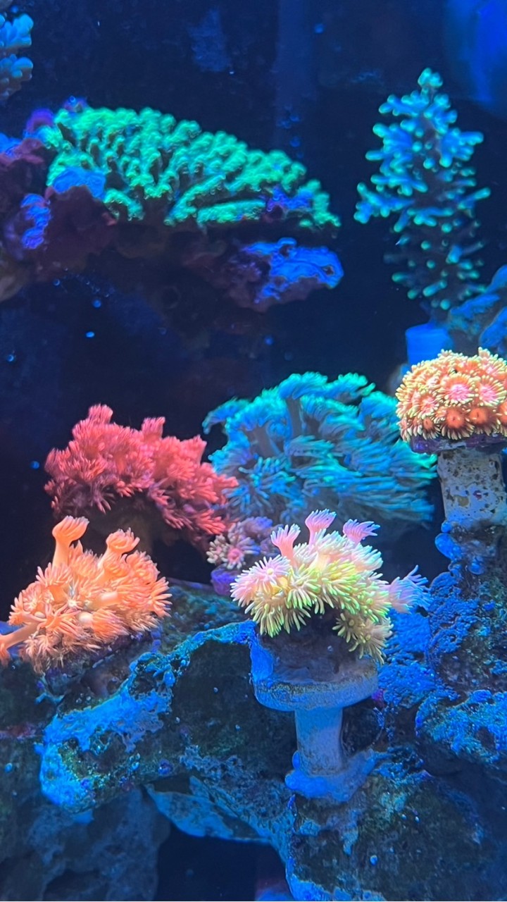 海水總動員