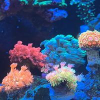 海水總動員