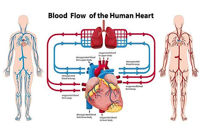 Cara Menjaga Organ Peredaran Darah Agar Tetap Sehat Cianjurtoday Com Line Today