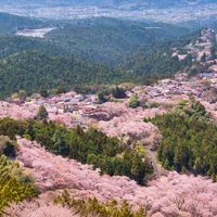 4/11(土) 終電集合！吉野山ナイトハイクと朝一桜