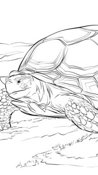 嘉南不🐢鹿聚集地🐢🐢🐢