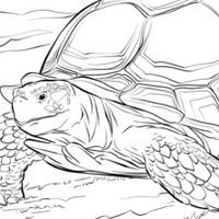 嘉南不🐢鹿聚集地🐢🐢🐢