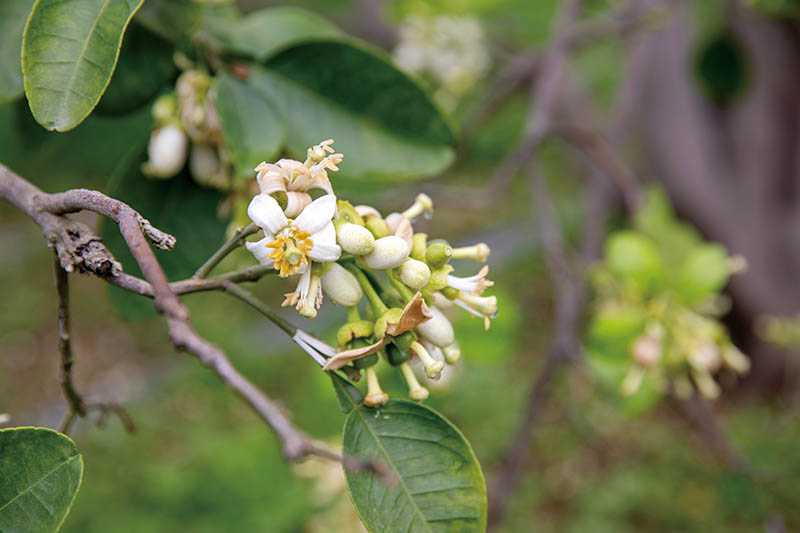 今年因氣候影響，柚花開得早，花期預估可到3月底。（圖／宋岱融攝）