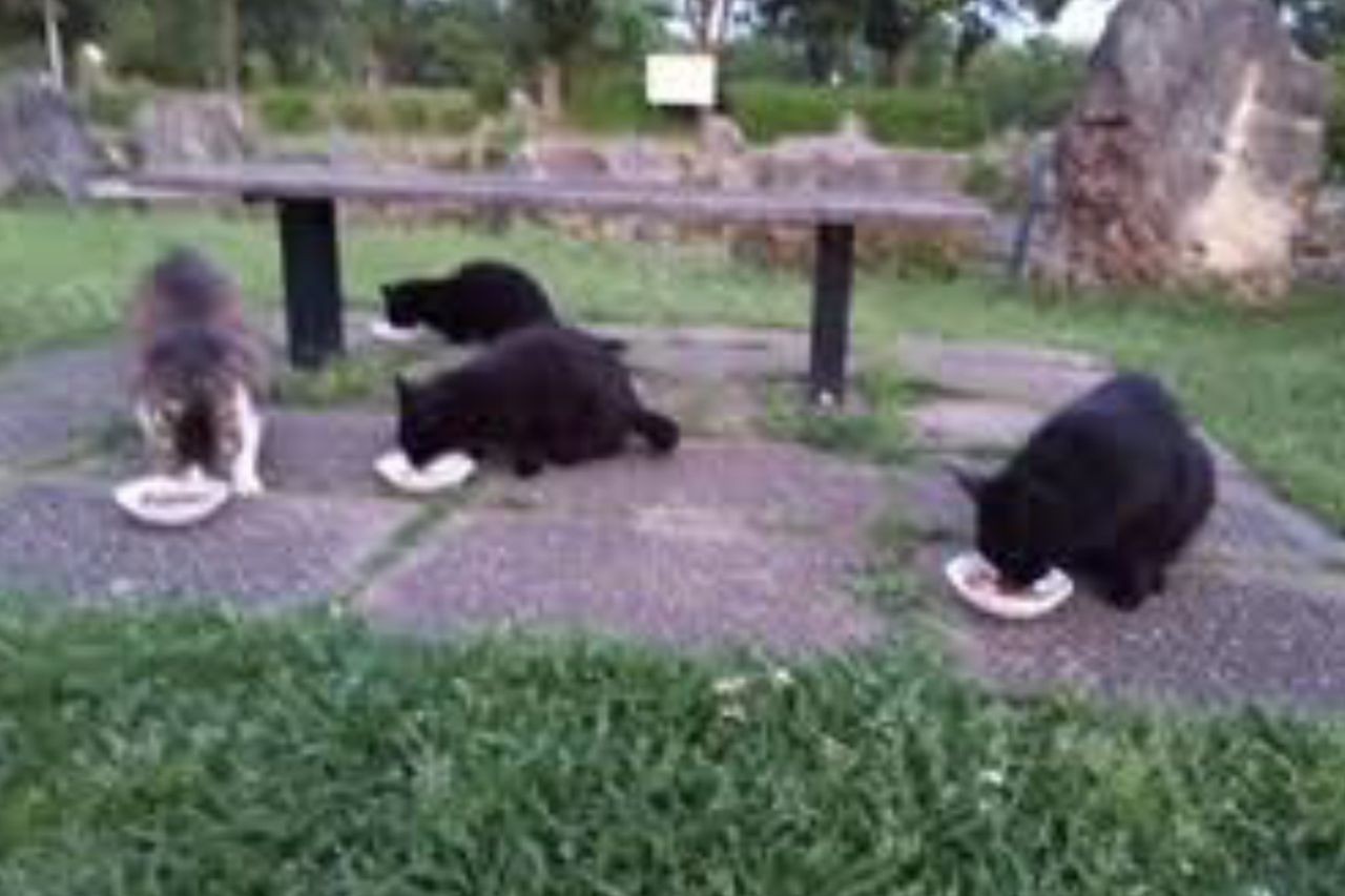 全国で発生する ノラ猫の大量不審死事件 のウラ側 週刊女性prime