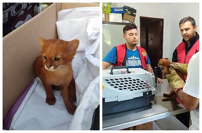 Dikira Kucing Lucu Dengan Warna Langka Cowok Ini Ternyata Temukan