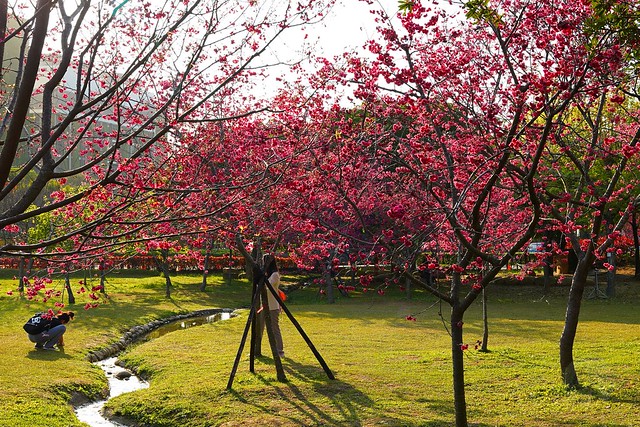 崴立機電櫻花公園