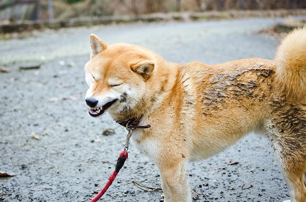 いきいきとした柴犬の表情が愛おしすぎる 犬の日常を投稿する Inubot とは ウォーカープラス