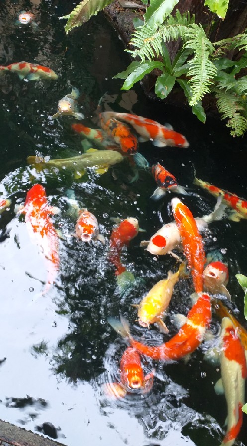 ปลาคาร์พ Kinsen Koi