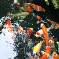 ปลาคาร์พ Kinsen Koi
