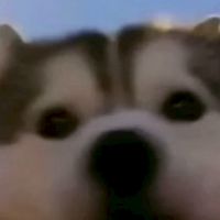 兄弟不互扁