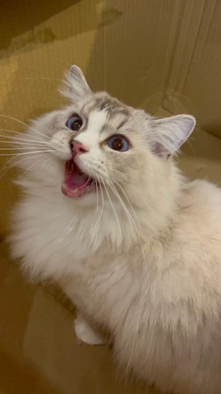 🐈𝕂𝕚𝕥𝕥𝕪貓奴🐈團購社群