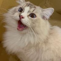 🐈𝕂𝕚𝕥𝕥𝕪貓奴🐈團購社群