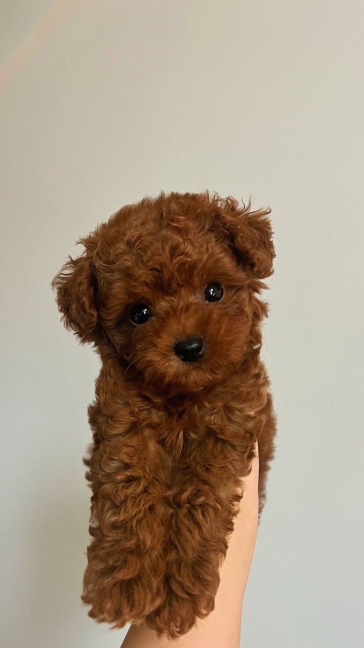 亞意寵物毛小孩交流群🐶