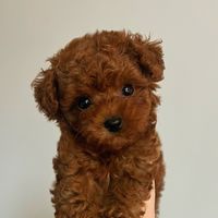 亞意寵物毛小孩交流群🐶