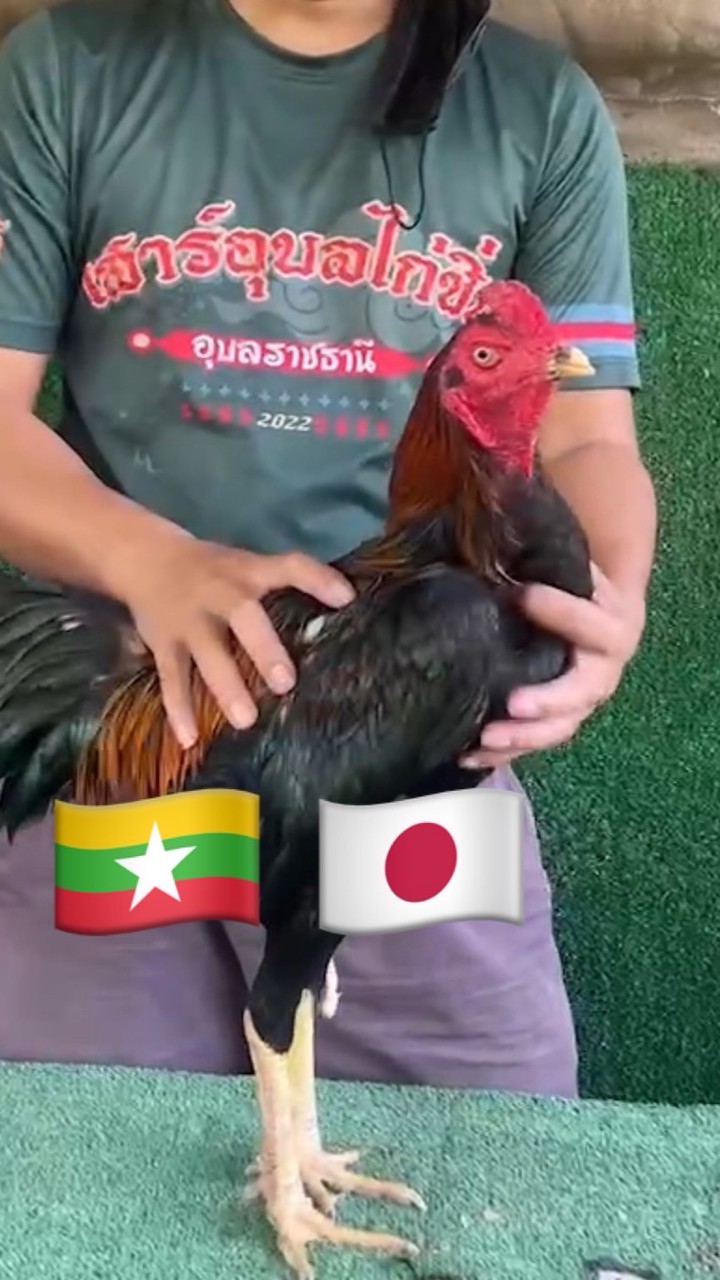 ส.สเมียนฟาร์ม+มหาพล99 🇲🇲🇯🇵